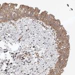 PNRC2 Antibody in Immunohistochemistry (IHC)