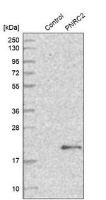 PNRC2 Antibody in Western Blot (WB)