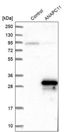 APC11 Antibody in Western Blot (WB)