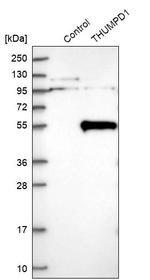 THUMPD1 Antibody in Western Blot (WB)
