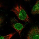 NUP153 Antibody in Immunocytochemistry (ICC/IF)