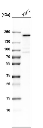 NUP153 Antibody in Western Blot (WB)