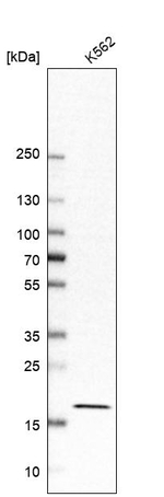 EEF1E1 Antibody in Western Blot (WB)