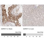 DOPEY1 Antibody