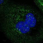 HINT3 Polyclonal Antibody