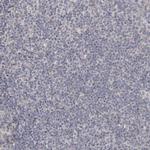 HINT3 Antibody in Immunohistochemistry (Paraffin) (IHC (P))