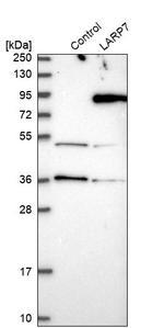 LARP7 Antibody in Western Blot (WB)
