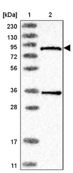 PANK4 Antibody in Western Blot (WB)
