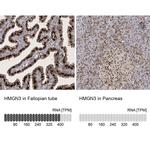 HMGN3 Antibody
