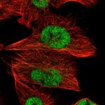 FAM91A1 Antibody in Immunocytochemistry (ICC/IF)