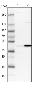 RTCA Antibody in Western Blot (WB)