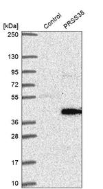 PRSS38 Antibody in Western Blot (WB)