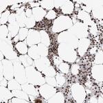 DTL Antibody in Immunohistochemistry (Paraffin) (IHC (P))