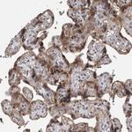 DTL Antibody in Immunohistochemistry (Paraffin) (IHC (P))