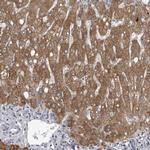 LYSMD1 Antibody in Immunohistochemistry (Paraffin) (IHC (P))