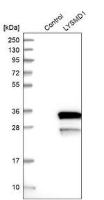 LYSMD1 Antibody in Western Blot (WB)