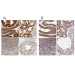 DYRK4 Antibody in Immunohistochemistry (IHC)