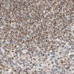 DYRK4 Antibody in Immunohistochemistry (IHC)