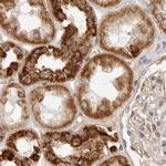DYRK4 Antibody in Immunohistochemistry (IHC)