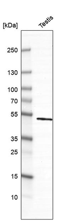 DYRK4 Antibody in Western Blot (WB)