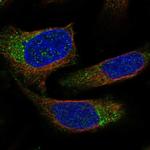 NECAP2 Polyclonal Antibody