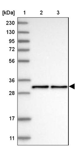 NECAP2 Antibody in Western Blot (WB)