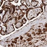 ALPK2 Polyclonal Antibody