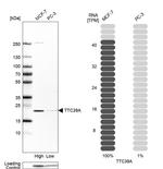 TTC39A Antibody