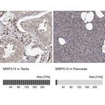 MRPS15 Polyclonal Antibody