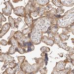 TUFT1 Antibody in Immunohistochemistry (Paraffin) (IHC (P))