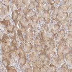 TUFT1 Antibody in Immunohistochemistry (Paraffin) (IHC (P))