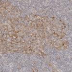 TUFT1 Antibody in Immunohistochemistry (Paraffin) (IHC (P))