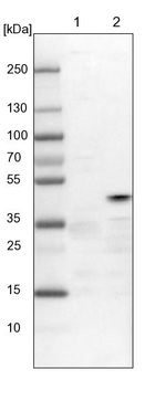TUFT1 Antibody in Western Blot (WB)