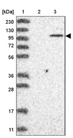 PARP10 Antibody in Western Blot (WB)