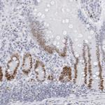 NASP Antibody in Immunohistochemistry (Paraffin) (IHC (P))