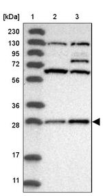 COA7 Antibody in Western Blot (WB)