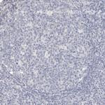 ZYG11B Antibody in Immunohistochemistry (Paraffin) (IHC (P))