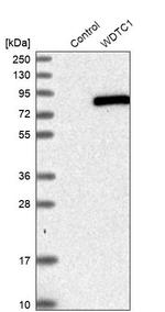 WDTC1 Antibody in Western Blot (WB)