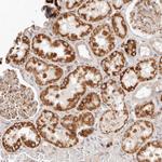 SASS6 Antibody in Immunohistochemistry (Paraffin) (IHC (P))