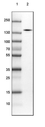 SRGAP2 Antibody in Western Blot (WB)