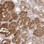 SRGAP2 Antibody in Immunohistochemistry (Paraffin) (IHC (P))