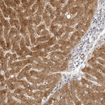 FDPS Antibody in Immunohistochemistry (Paraffin) (IHC (P))