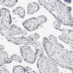 FDPS Antibody in Immunohistochemistry (Paraffin) (IHC (P))