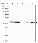 FDPS Antibody in Western Blot (WB)