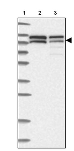 NVL Antibody in Western Blot (WB)