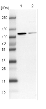 NVL Antibody in Western Blot (WB)