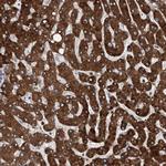 eIF2d Antibody in Immunohistochemistry (Paraffin) (IHC (P))