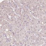 NVL Antibody in Immunohistochemistry (Paraffin) (IHC (P))