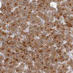 FAM129A Polyclonal Antibody