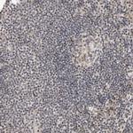 RASGEF1C Antibody in Immunohistochemistry (Paraffin) (IHC (P))